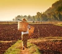 Traditional Farming
